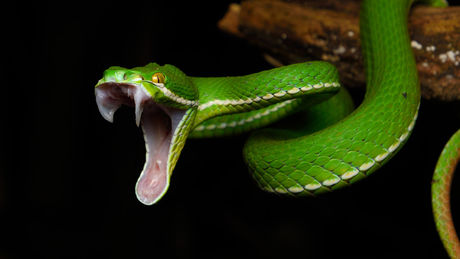 quels-effets-le-venin-des-serpents-a-t-il-sur-notre-corps_74132_w460